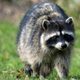 Illustration for article titled Your attention, please: The Minnesota skyscraper raccoon is safe